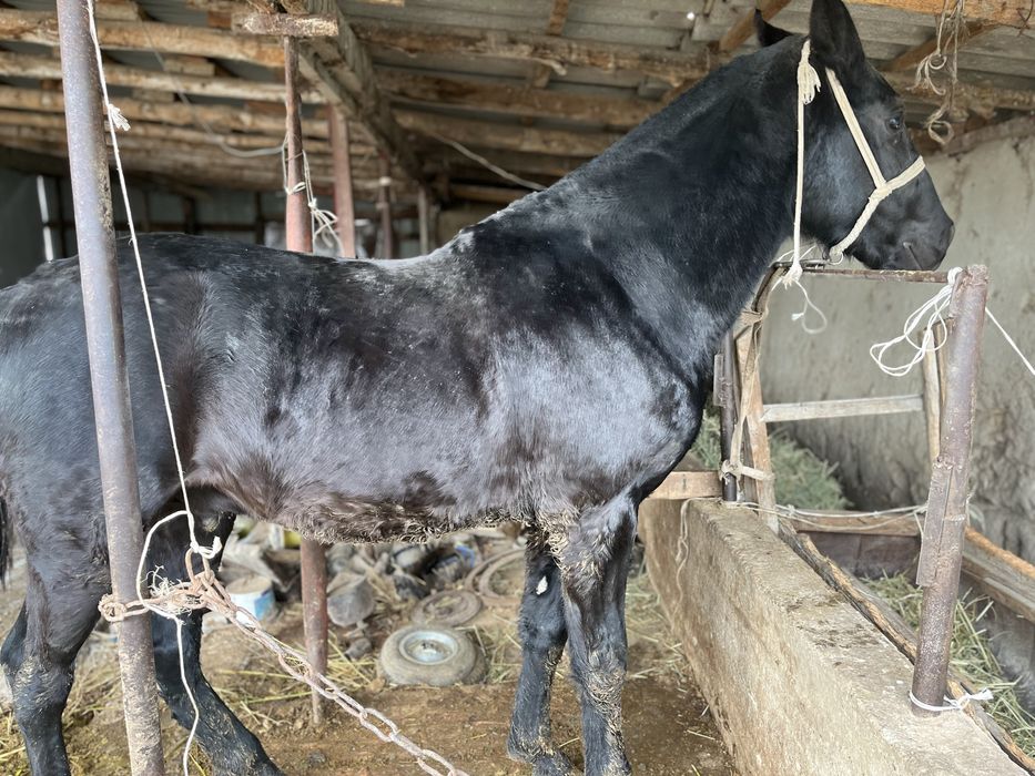 Полтарашка сатылады