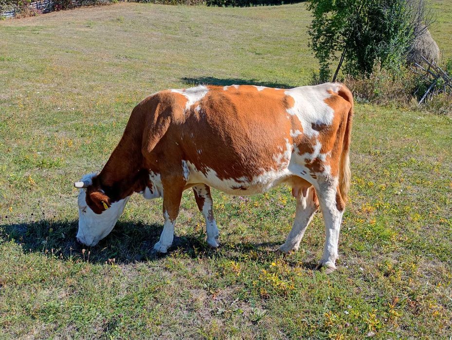 Vaca de vanzare