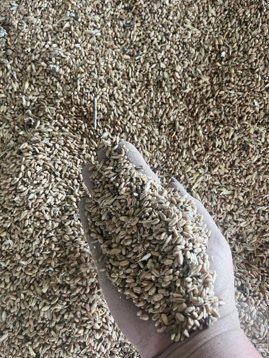 Пшеница ячмень арпа бидай