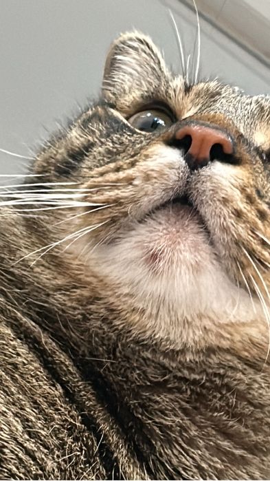 Кот домашний Симба 5 лет