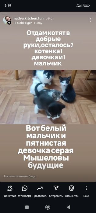 Отдам котят в добрые руки