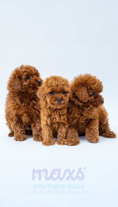 Той Пудел [Toy Poodle]