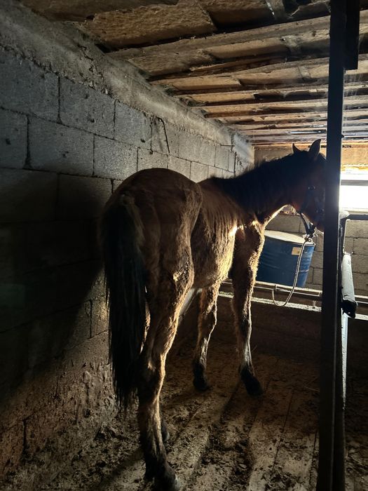 Продается лошадь