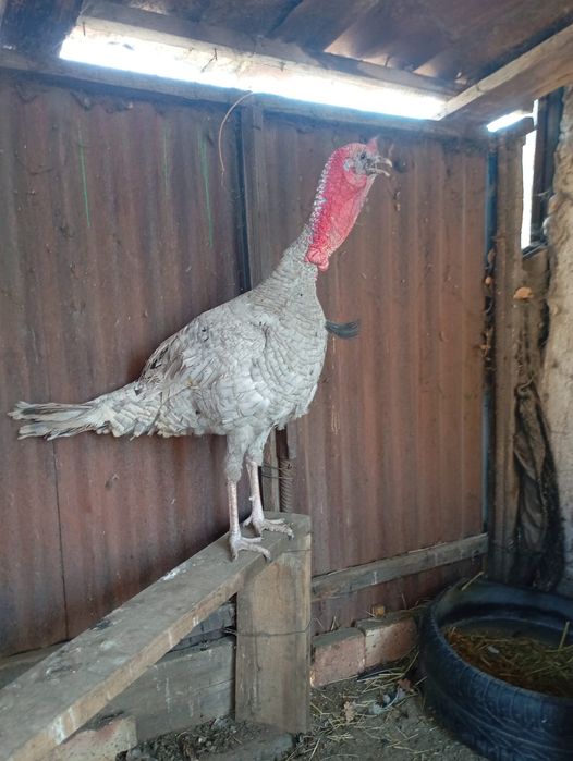 Падони индюк ннннннн