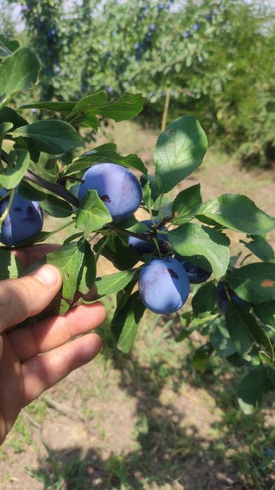 Prune de vanzare
