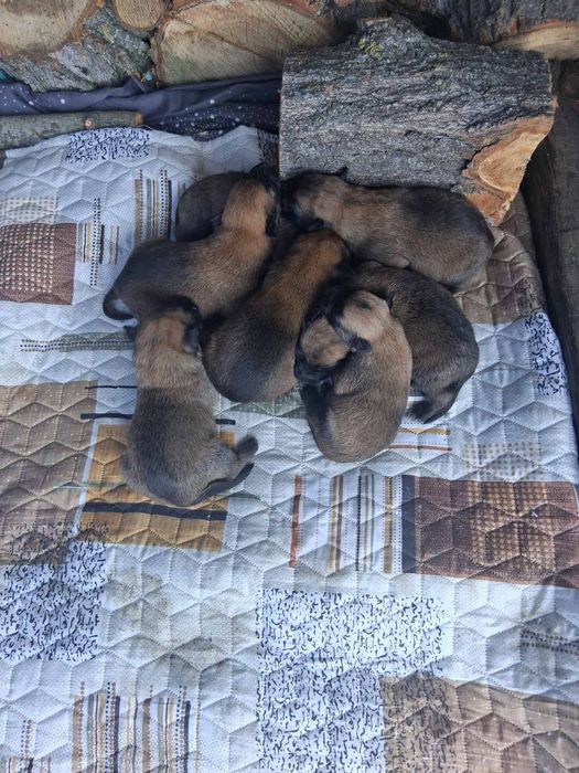 Белгийска овчарка (малиноа)