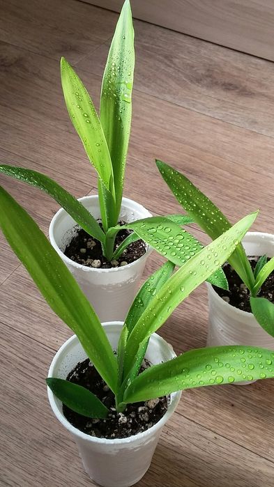 Пальма Кордилина