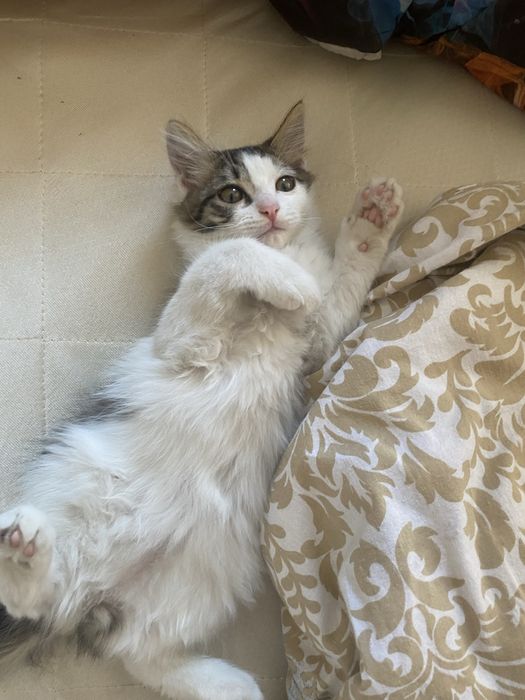 отдам котенка в хорошие руки)