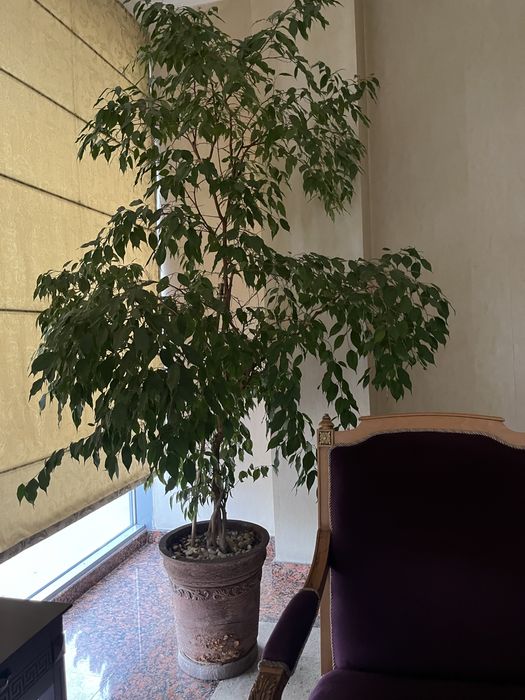 Комнатные растения, для офиса в премиальных горшках