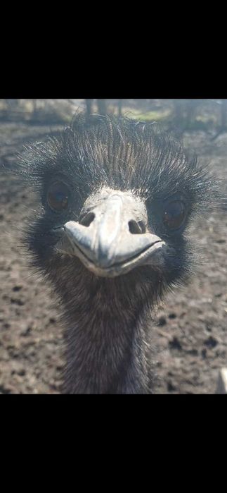 мъжко ему на 4години