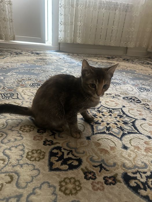 Отдам котенка в добрые руки