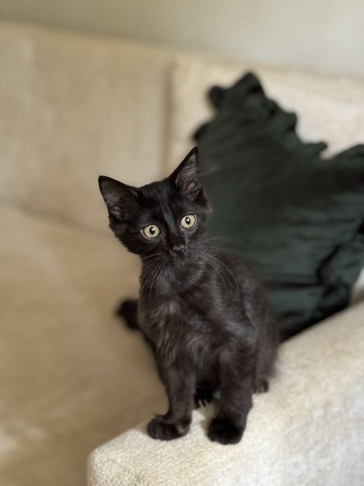 Черная кошечка очень ласковая