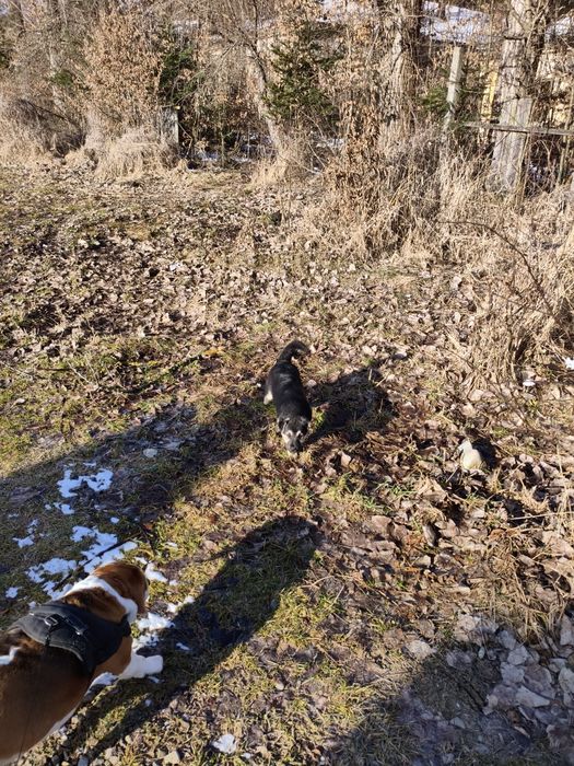 Donez cățelușă de curte