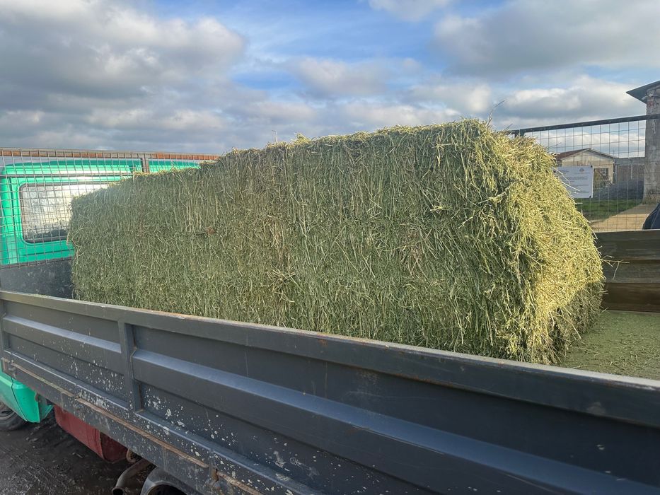 Люцерна бали 2025