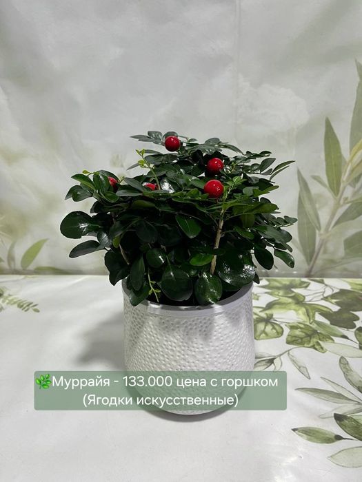 Муррайя, Пеперомия, Пахира и др