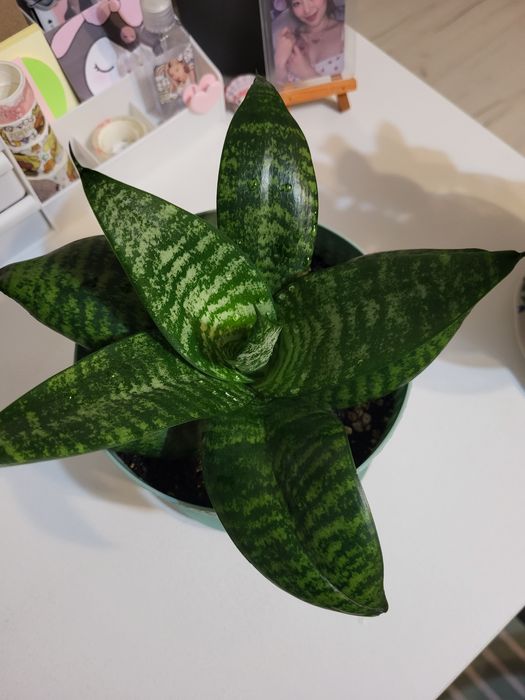 Сансевиерия,  20 см.