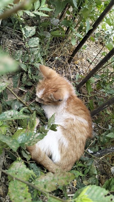 Котенка в добрые руки