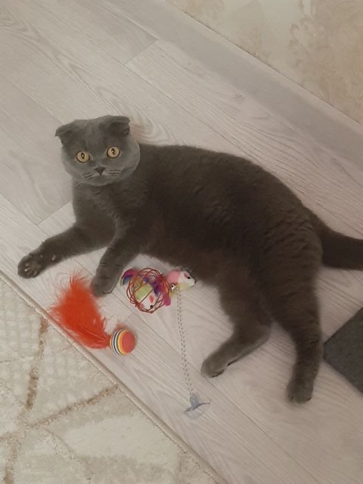Отдам кошечку в добрые руки