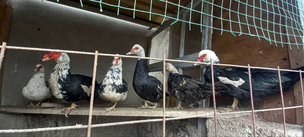 Индоуткалар сотилади