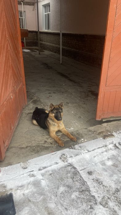 Таза Овчарка неміс 6 айлық