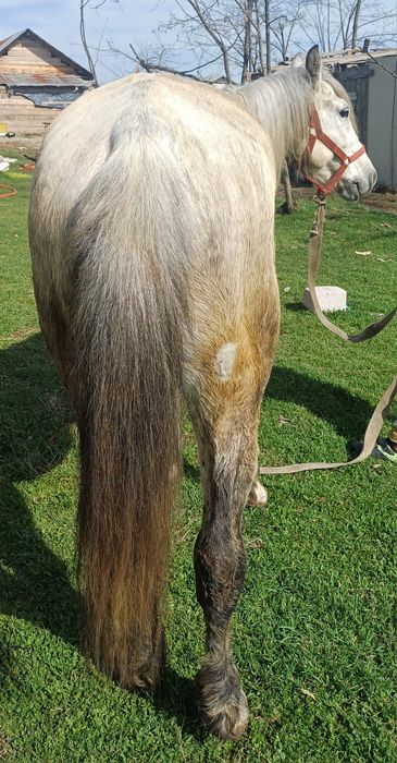 Cal de vânzare sau schimb