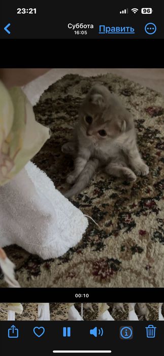 Скотиш фолд котенок