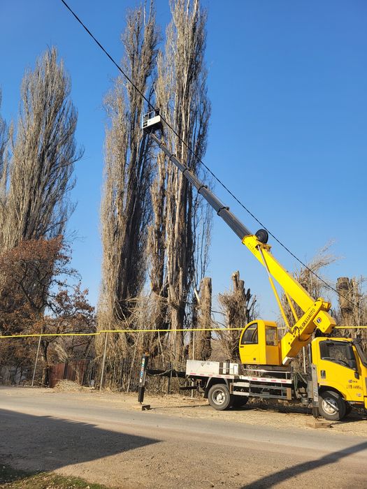 Спил деревьев агаш кесемиз