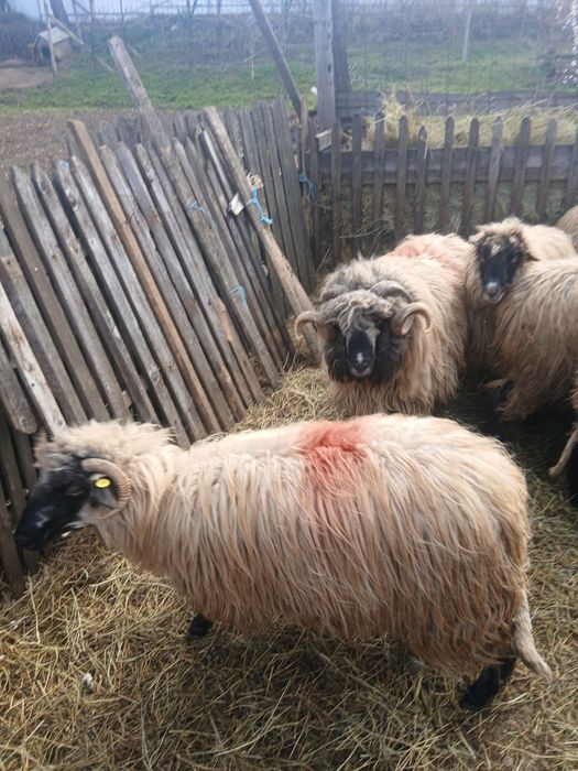 Vând oi tinere țurcane bucalai bune de lapte. Pentru mai multe detalii sunați la numărul de telefon  0762942262