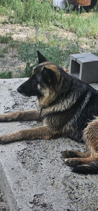 Немецкая овчарка