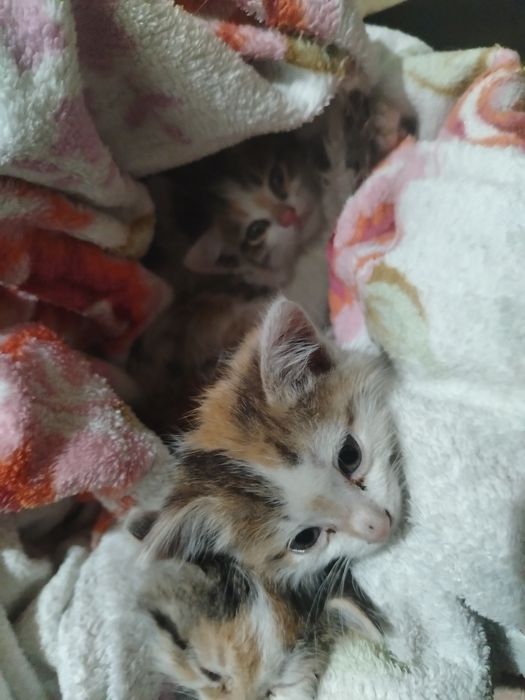 СРОЧНО отдам котят