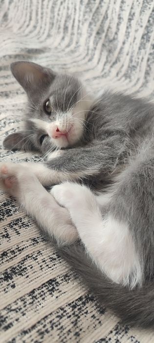 Отдам в добрые руки кошечку