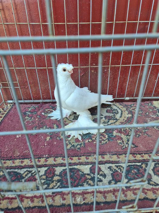 Голуби духчеви  сатылады