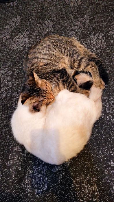 Отдам котят мальчик и девочка