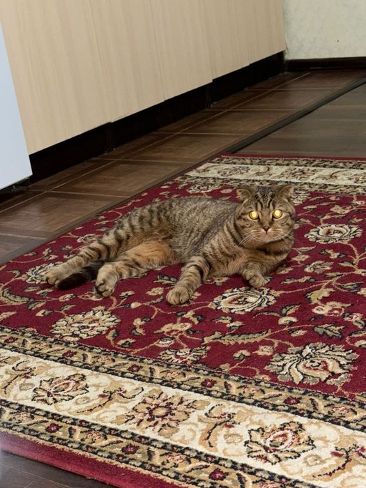 Отдам кота дором