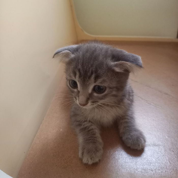 Вислоухие  котята 1,5 месяц