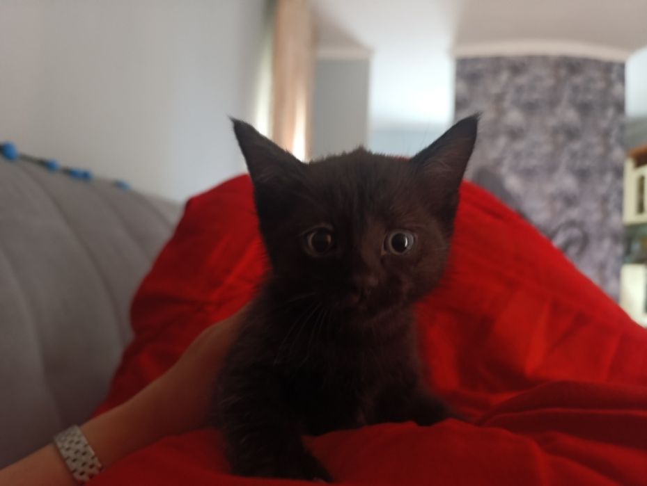 Черный котенок девочка