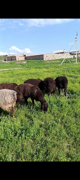 Toʻxli qoʻzilar sotiladi