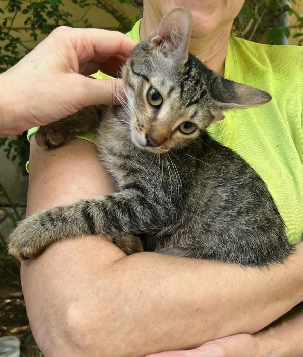 Metisi British Shorthair tabby pui, gratuit