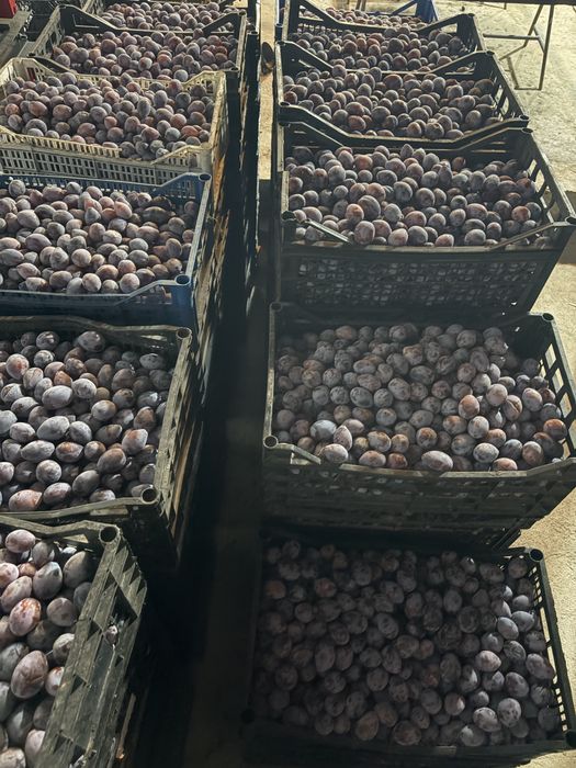 Prune Agen / Arjan de vanzare