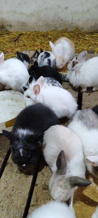 Декоративный кролики