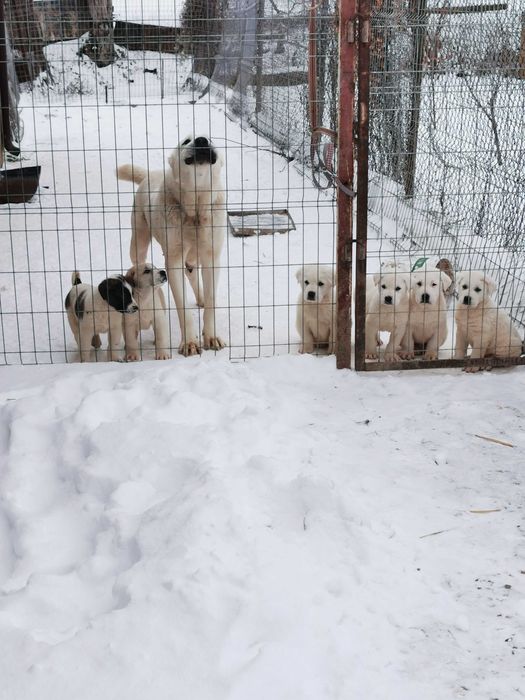 Продавам  Алабай  на 80 дни
