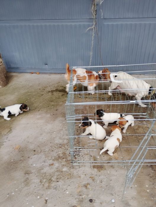 Малки Джак ръсел Териер