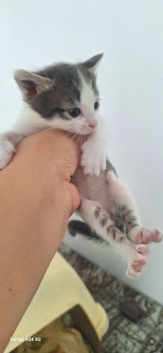 Красивые котята в добрые руки