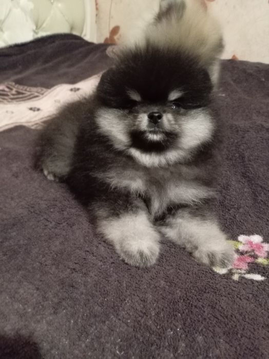 Продам щенков шпица