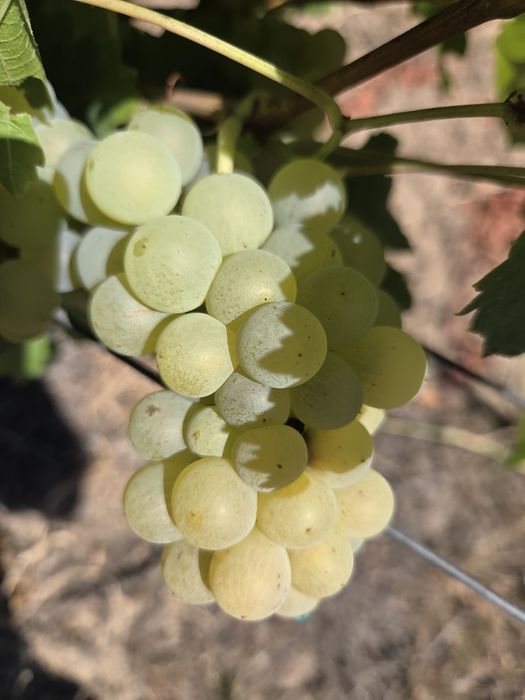 Vand struguri de vin 2026