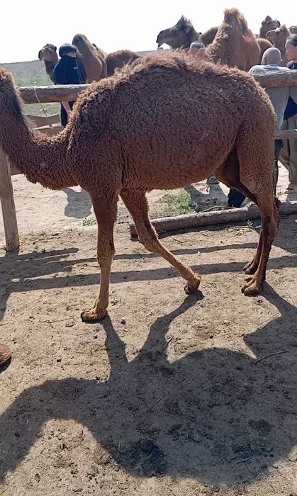 Желіде сперма фотосуретімен жабылған әтеш