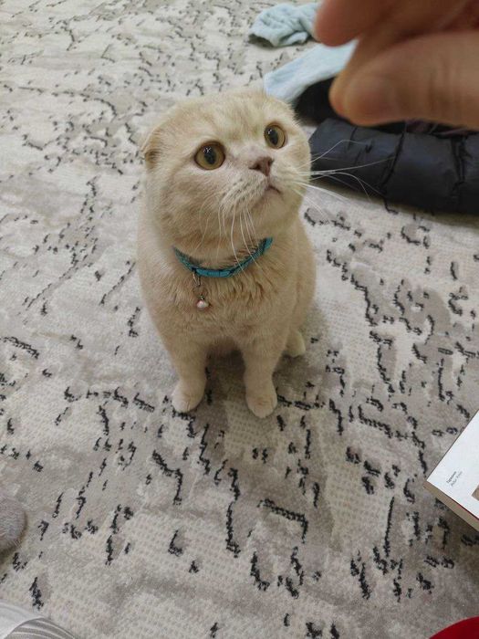 Scottish fold mushuk