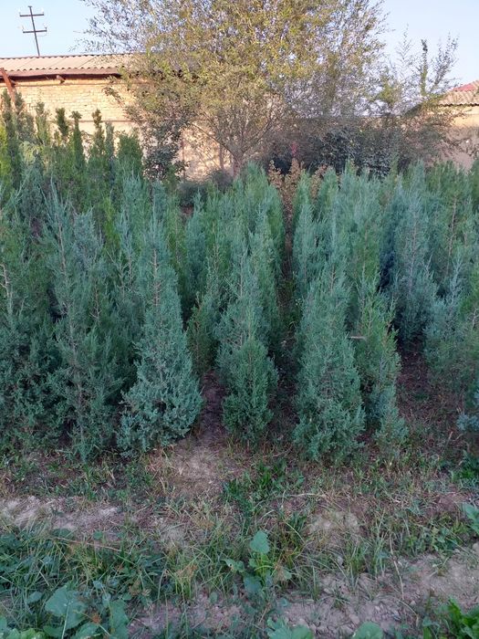 Арча манзарали тури маржевелник