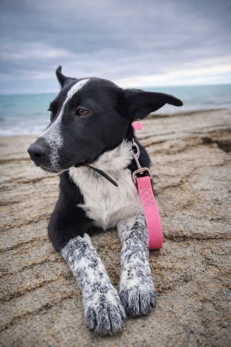 Щенок девочка в добрые руки