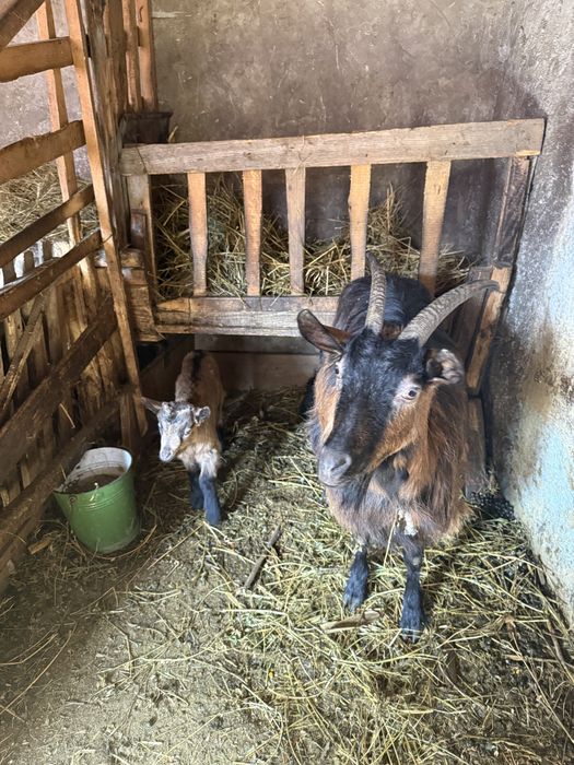 Vand capră la a doua fătare impreuna cu iezii